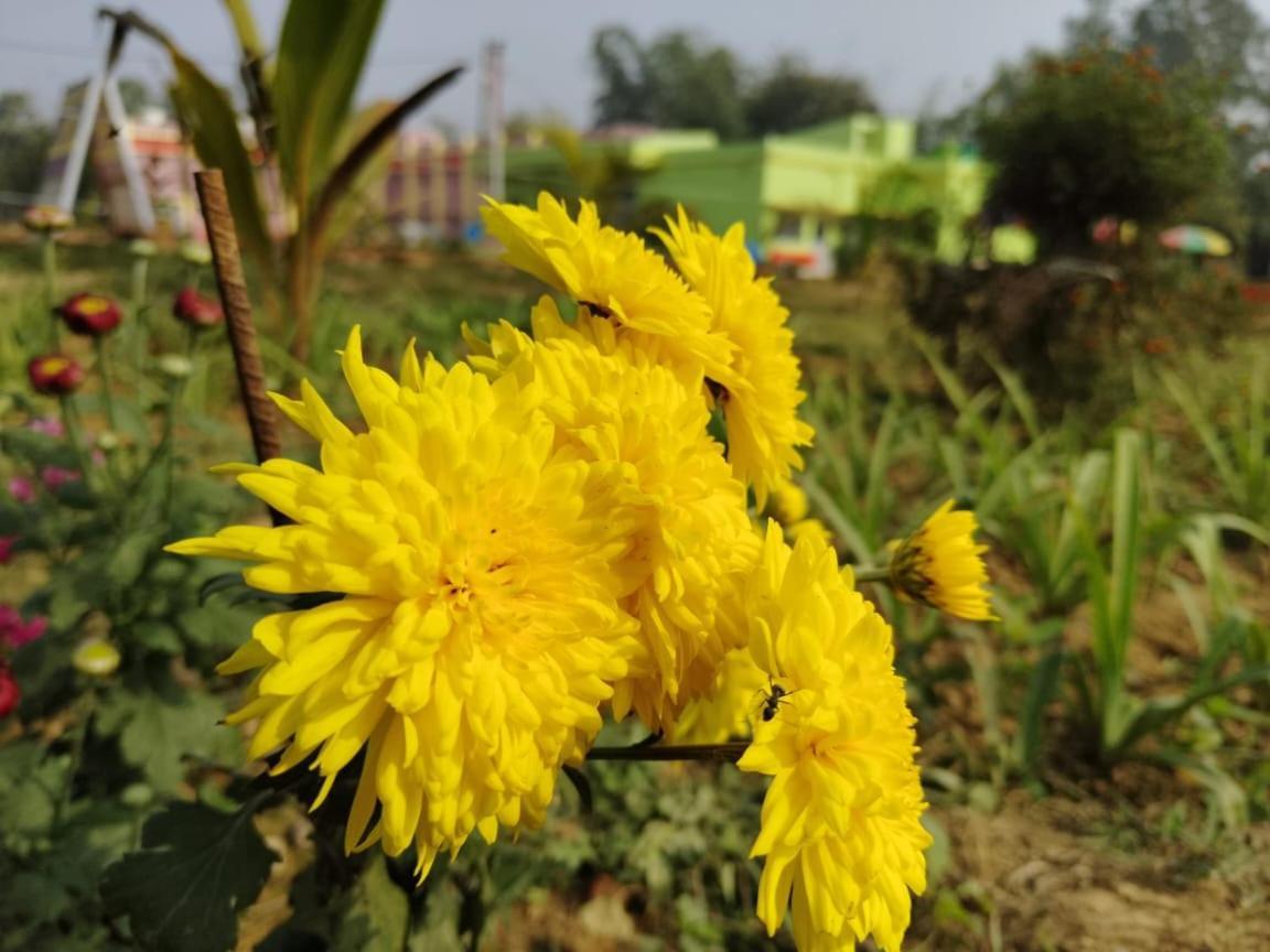 Hotel Olivia And Resort Bankura Exterior photo